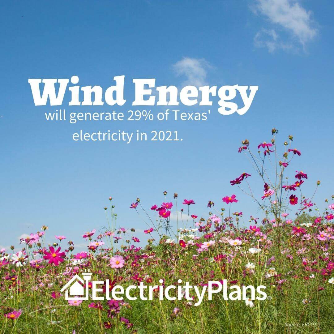 wind energy will generate 29% of Texas power in 2021 according to ERCOT. Picture shows a field of pink and white cosmos flowers and blue sky.