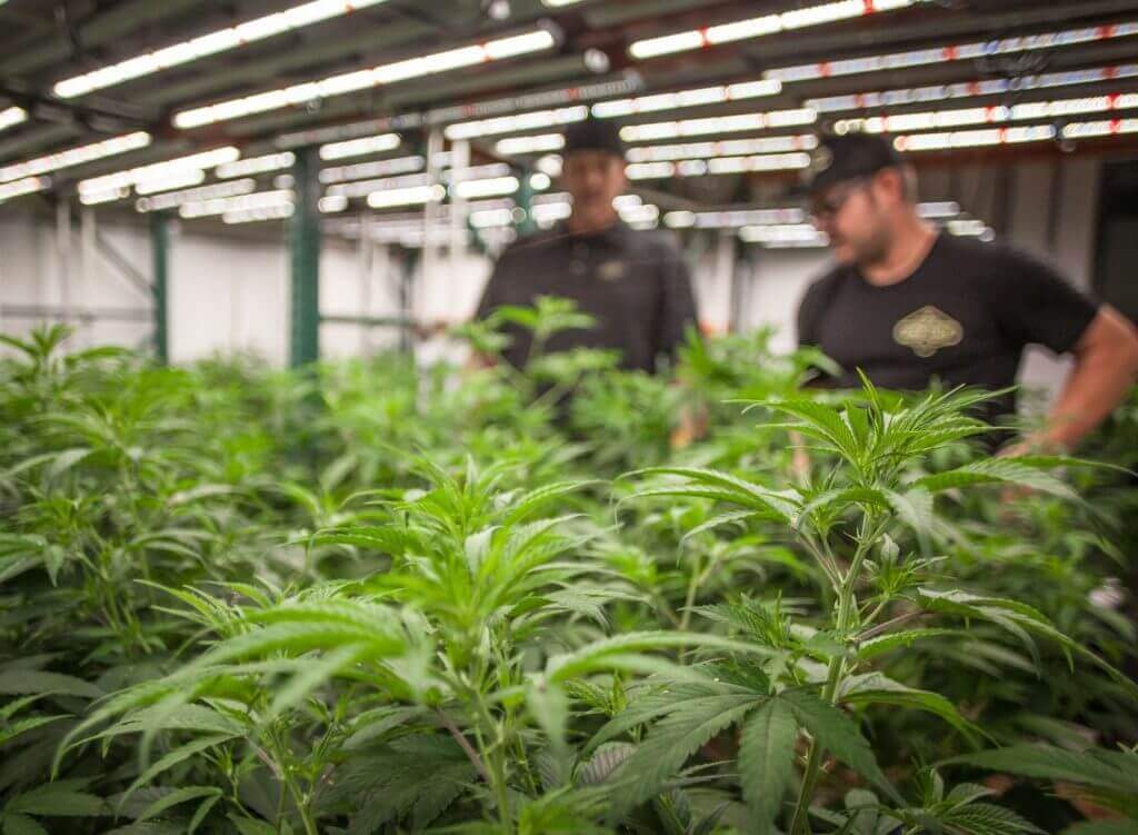Professional marijuana grow operation in Washington State. 
