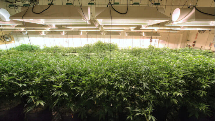 commercial cannabis grow operation